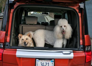 Honda Element Dog Package