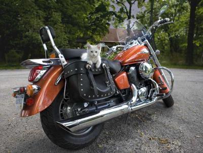 Honda Shadow American Classic