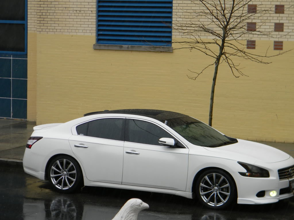 Nissan Maxima 7th Gen
